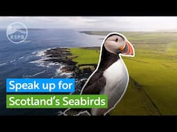 You can speak up for Scotland's Seabirds