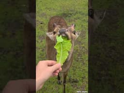 Winning Deer Friends With Salad