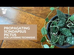 Scindaupsus Propagation | Soil Layering | Plant Propagation without Cuttings