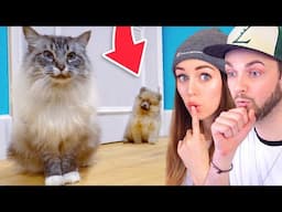 PETS REACT to our NEW PUPPY!