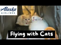 How do you Travel with a Cat on an Airplane (9 Tips) | The Cat Butler