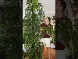 Did you know Monstera adansonii can grow this big?! Check out the full video ⬆️