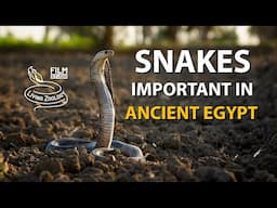 Egyptian cobra and other snakes important in Ancient Egypt (4K)