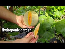 How to Start Hydroponic farming at home.