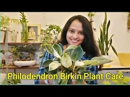 Philodendron Birkin Care #philodendron #philodendronbirkin #indoorplants #groplants