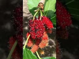 Advantages of Mulberry fruits #cancer treati#healthbenefits #best #homegarden #terracegardenupdate