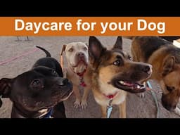 Dog TV Daycare #30