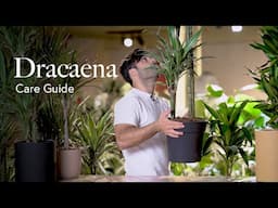 Dragon Tree (Dracaena) Care Guide - How to Pick, Place, and Parent Your New Plant