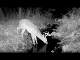 Coyotes, Owls, Deer & More! NC Trail Cam Pickup