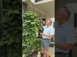 Grow a Stunning Hyacinth Bean Vine in Your Garden! 🌿💜  #gardening