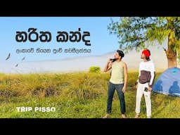 අපේ රටේ තියෙන පුංචි නවසීලන්තය⛰️ Haritha Kanda camping 🇱🇰 | TRIP PISSO