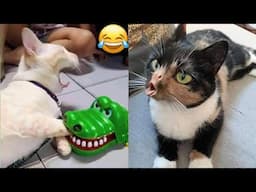 Funny Dogs and Cats Videos 2024 😻 Best Funniest Animal Videos 😆 PART 29