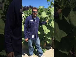 Massive Sunflower Grown with Compost Tea, Pure Protein and Rock Dust