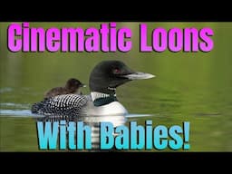 Beautiful Cinematic Loon Footage - Loons Nesting & With Babies