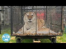 Trainers Abuse and Neglect Tigers in These Circuses