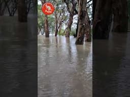 വെള്ളപ്പൊക്കം കുറഞ്ഞു കേട്ടോ 😃😃 #australianjeevitham #flooding