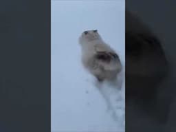 Funny Cat Reaction in the snow part 1 🤭😂🐱