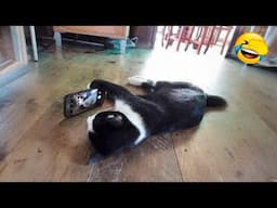 Funny Dogs And Cats Videos 2024 😅 - Best Funniest Animal Videos Of The week Part 29