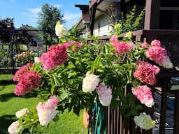 Mid August Hydrangea Tour!