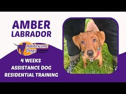 Amber the Labrador Puppy | 4 Weeks Assistance Dog Residential Training