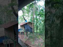 Found a beautiful TREE HOUSE in the middle of forest #asmr #nature #treehouse #ecoliving