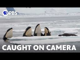 Pack-Ice Killer Whale Sounds -- on Film