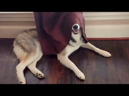 Try Not To Laugh Cats And Dogs Videos 😁 - BEST Funny Animal Videos 2025 #2