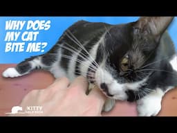 Why Does My Cat Bite Me?