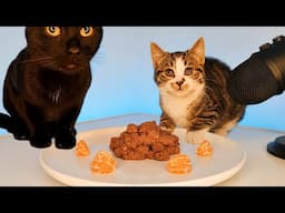 Cats Eating Cat Food ASMR