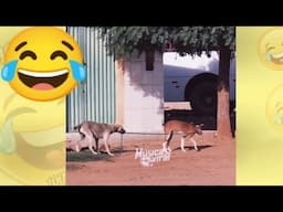 TENTE NÃO RIR - melhores memes e videos engraçados 2025 - #07 #videosengraçados  #humor #memes