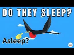 How Do Birds Sleep During Migration?