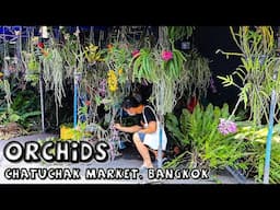 Orchids at Chatuchak Plant Market, Bangkok (4 of 4)