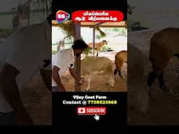 Biggest Goat in Goat Market | Vijay Goat Farm #mecheri #salem #goatfarming #trending #sstvreview