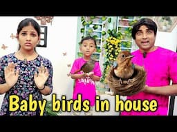 Baby birds in house 🏠  🐦 | comedy video | funny video | Prabhu sarala lifestyle