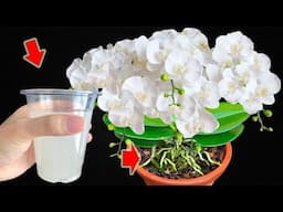 Pour 1 Cup Into The Root! Healthy Roots And Orchids Grow Many New Flowers!