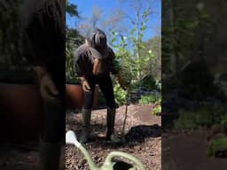 Transplanting a pear tree is a delicate dance. 🌱🫣 #plantingtrees #fruittree #foodforest #garden