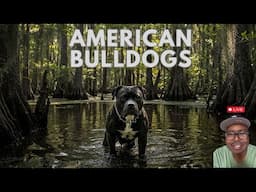 Watch This Before Getting an American Bulldog in 2025!