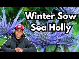 Grow Sea Holly From Seed | Winter Sowing | Plant Profile || Budget Gardening