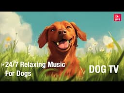 🔴 24/7 Ambient Music for Dogs to Relax