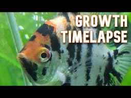 Koi Angelfish 6 Month Growth Timelapse