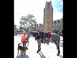 Along the Wild Atlantic Way with a horse and a dog - Year 1: from Malin Head to Donegal town