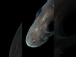 The Mysterious Deep Sea Ghost Shark #deepsea