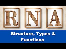 RNA - its structure, types & functions | Structure & functions of mRNA, tRNA, rRNA