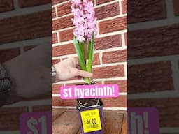 Hyacinth flowers on sale for $1 at Walmart. I’ll try it! #shorts #gardening #plants #flowers #garden