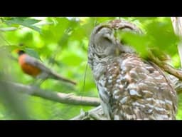 3 Robin Alarm Calls That Find Predators (Secret Strategy)