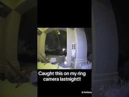 Ring camera catches orb or cobweb can you explain it #shorts