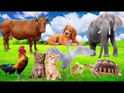 Cute little animals Sound - Dog, cat, chicken, elephant, cow, tortoise - Animal sounds