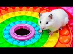 🌈 Hamster Escapes the GIANT Rainbow POP IT Maze!