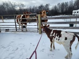 EXTREME COLD. Farmsteading in frigid weather. Tending to the cows and calf. Louisiana snowstorm.