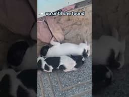 Puppies in DANGER! Mother Dog's Instincts Kick In